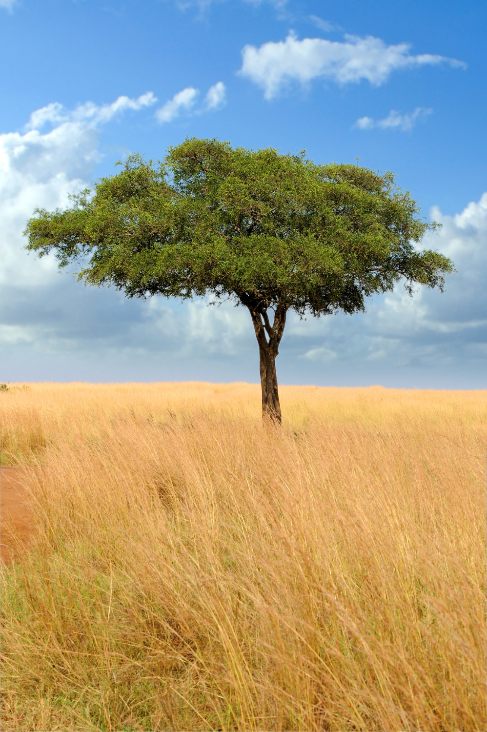 african savannah