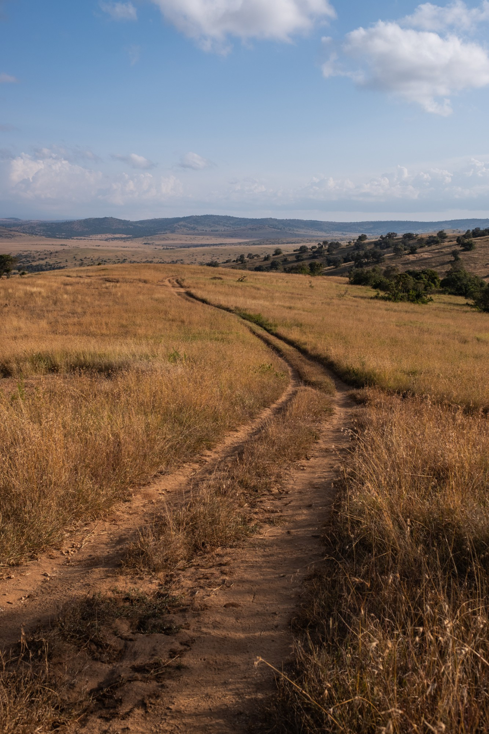 the pathways